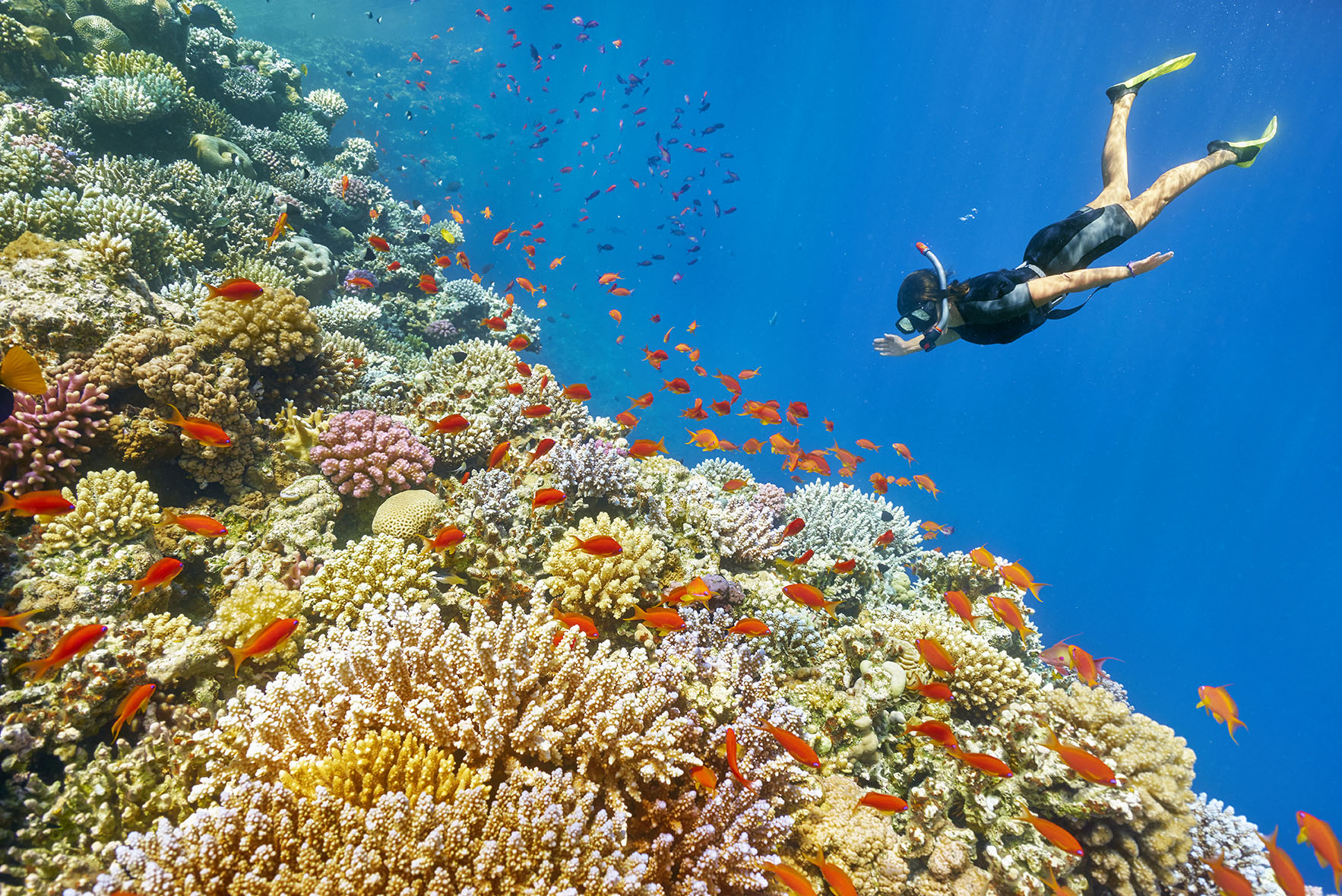Red Sea: A Snorkeling Adventure