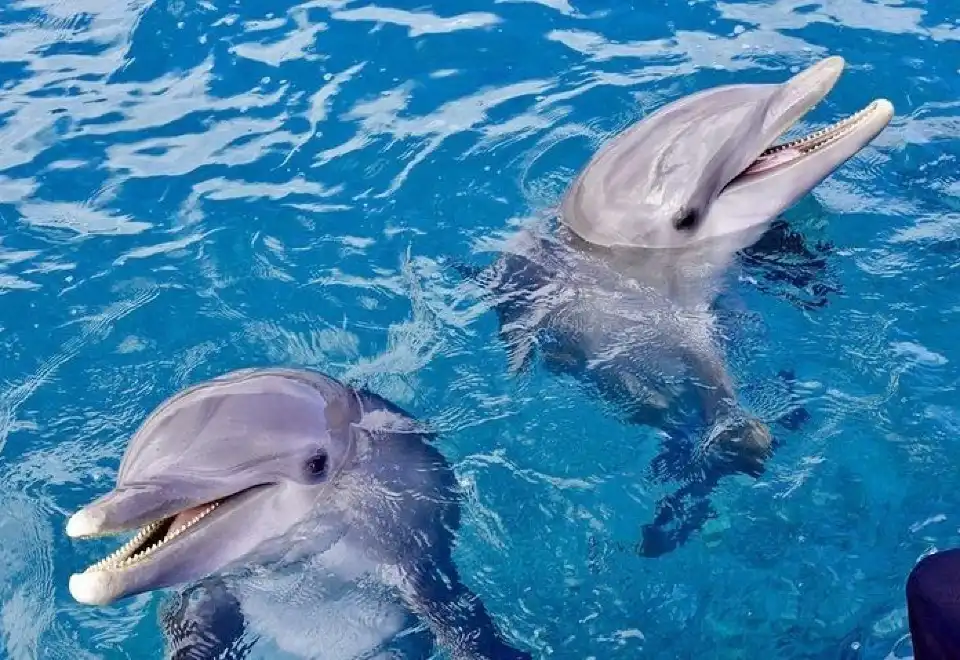 Dolphin Show in Sharm El Sheikh with live marine performances