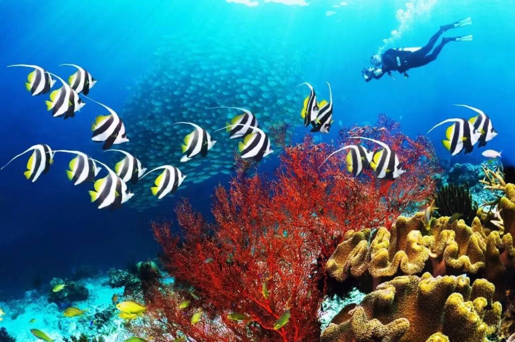 Professional Divers Boat Trip – Best Red Sea Sites Sharm