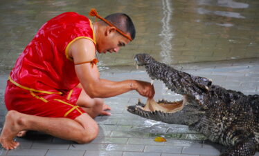 Crocodile and snake show in Sharm El Sheikh – safe, fun, and educational wildlife encounter