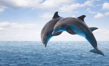 Dolphin Show in Sharm El Sheikh with live marine performances