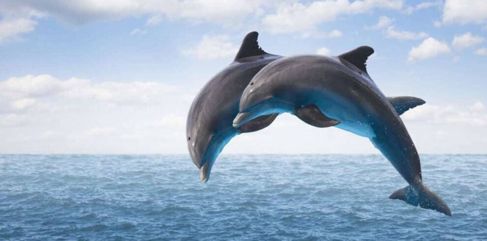 Dolphin Show in Sharm El Sheikh with live marine performances