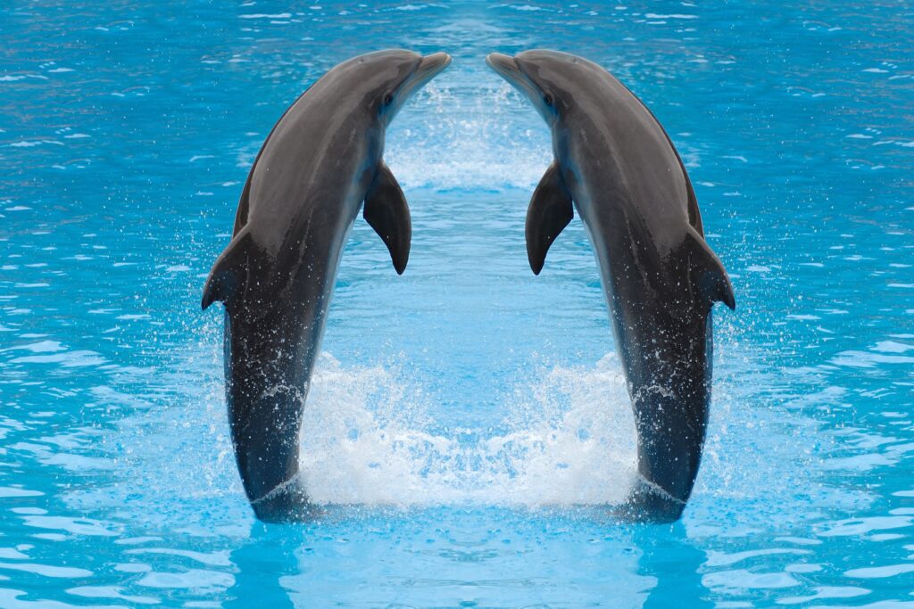 Dolphin Show in Sharm El Sheikh with live marine performances