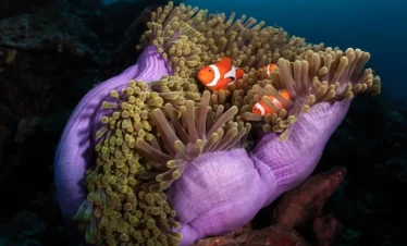 uxury yacht at White Island, with Ras Mohamed National Park in the background