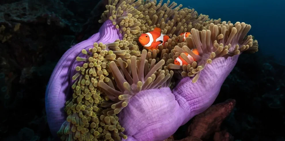 uxury yacht at White Island, with Ras Mohamed National Park in the background