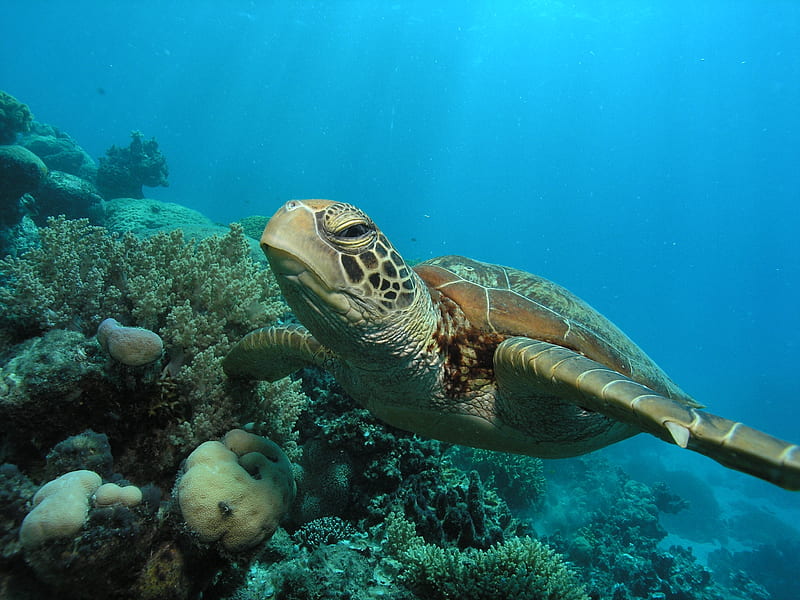 Ras Mohamed Snorkeling Tour: Snorkeling the coral reefs of Ras Mohamed, a colorful underwater view with tropical fish and a person snorkeling above in Ras Mohamed National Park.
