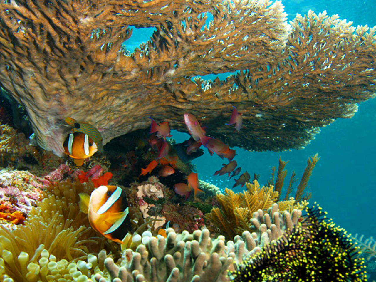 Ultimate Ras Mohamed Snorkeling Tour | Sharm El Sheikh