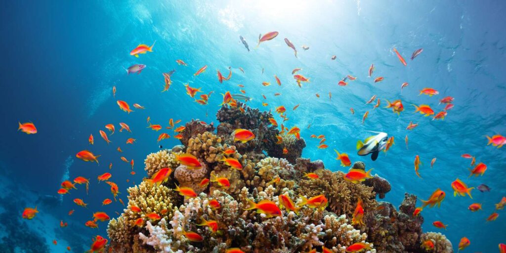 Ras Mohamed Snorkeling Tour: Snorkeling the coral reefs of Ras Mohamed, a colorful underwater view with tropical fish and a person snorkeling above in Ras Mohamed National Park.