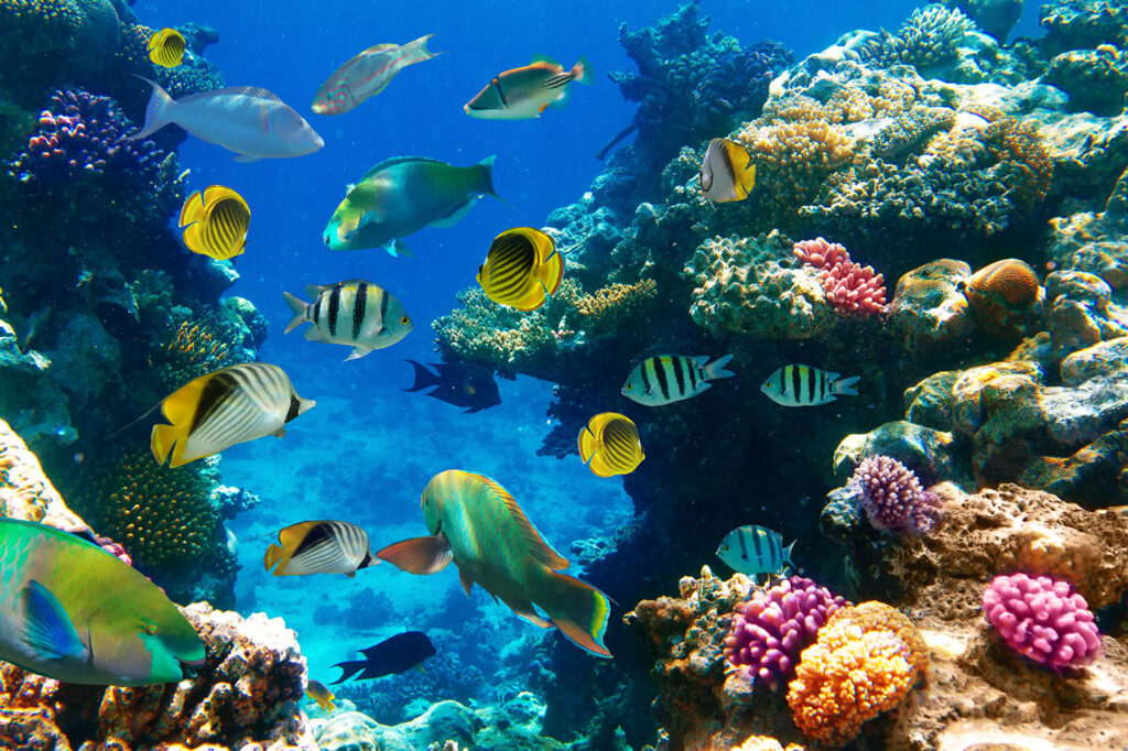 Professional Divers Boat Trip – Best Red Sea Sites Sharm