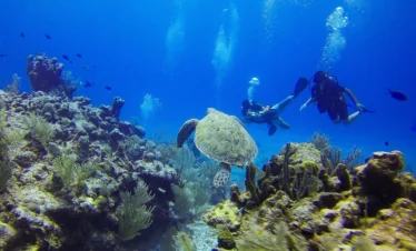 Professional Divers Boat Trip – Best Red Sea Sites Sharm