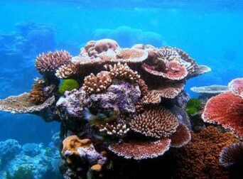 Sharm El Sheikh Red Sea beach with clear water and coral reefs