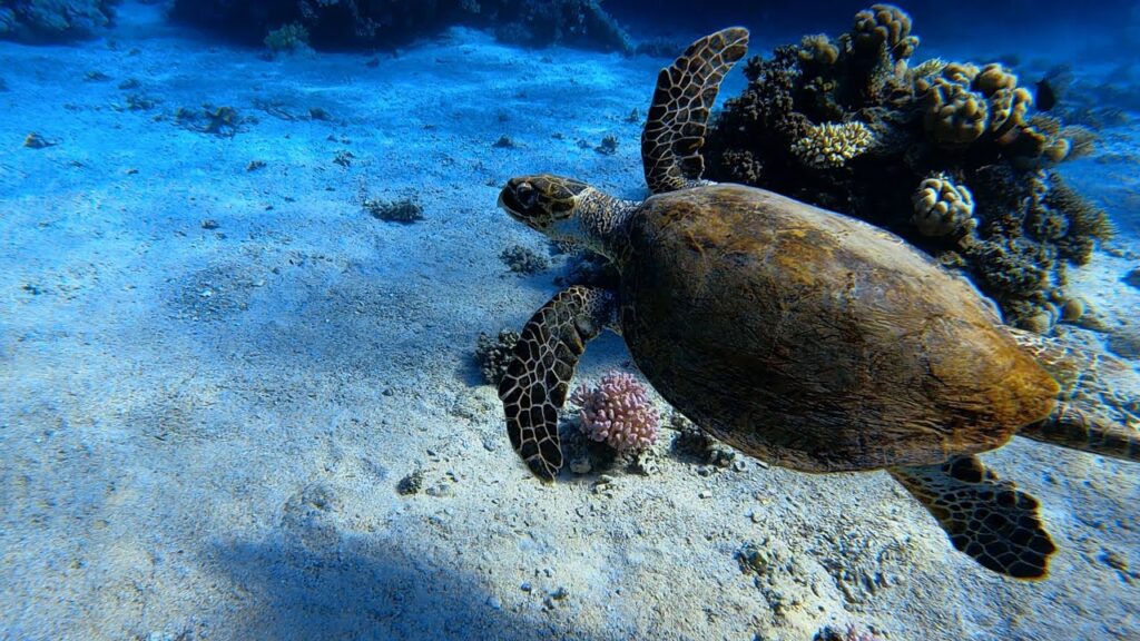 Sea turtle swimming underwater in the Red Sea near Sharm El Sheikh