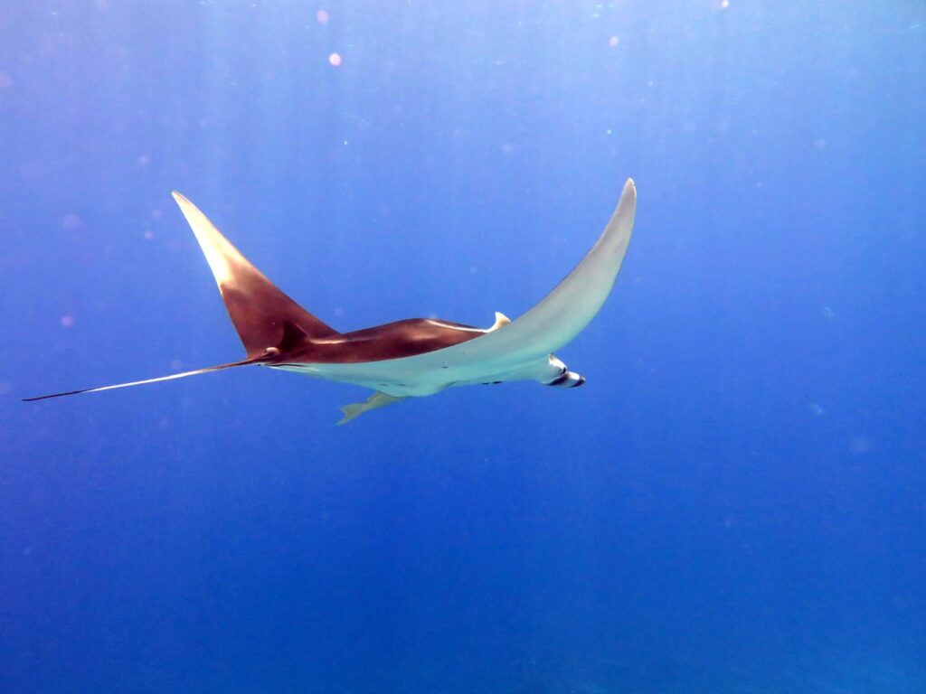 Ras Mohammed & White Island
