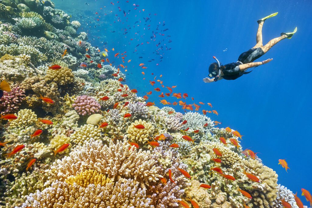 Ras Mohamed snorkeling trip and White Island sandbank Sharm El Sheikh