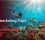 Top Snorkeling Trips in Sharm El Sheikh